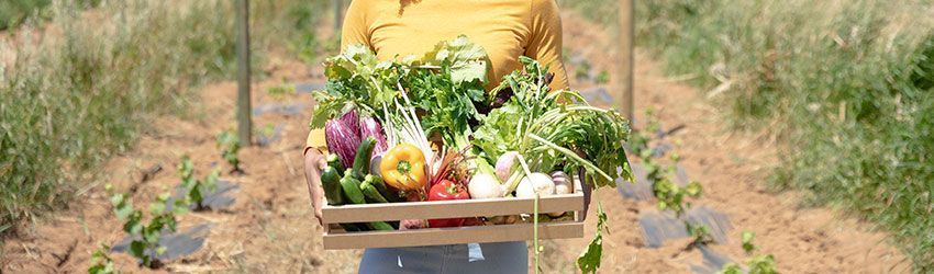 O que é Agricultura Biológica?