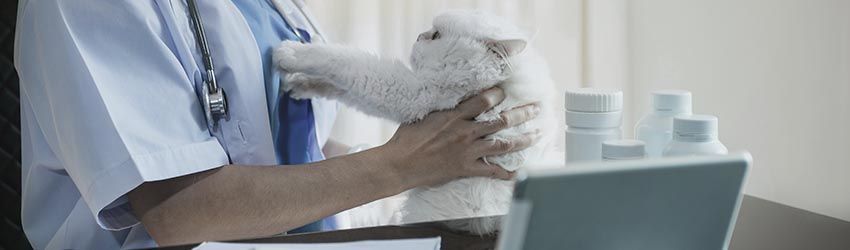 Clínica Veterinária: Como ser encontrada online?
