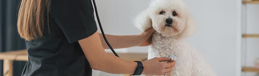 7 Estratégias de Marketing para Clínicas Veterinárias